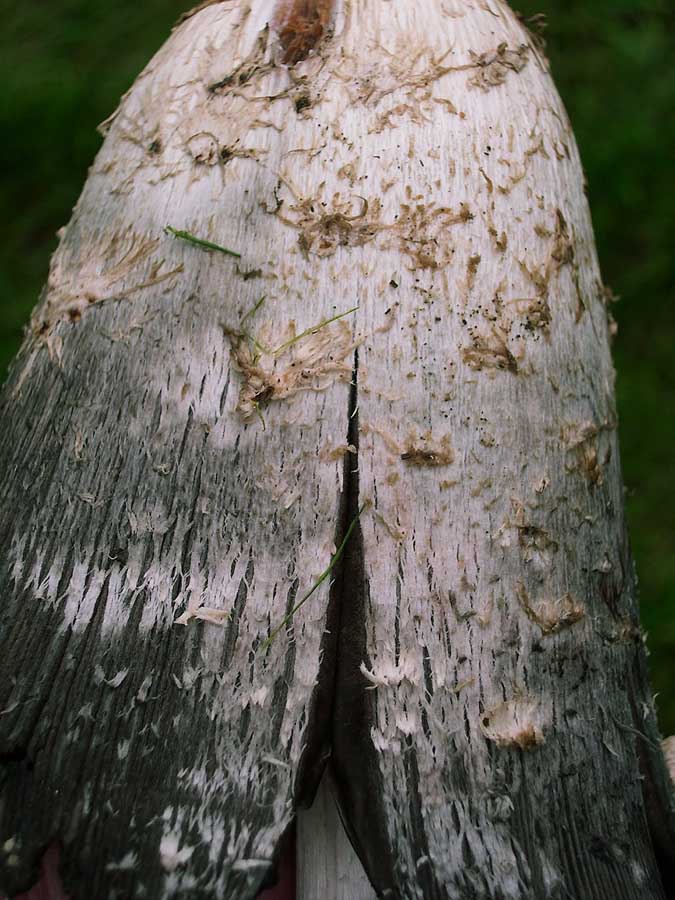 Coprinus comatus.